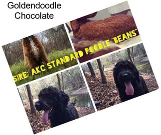 Goldendoodle Chocolate