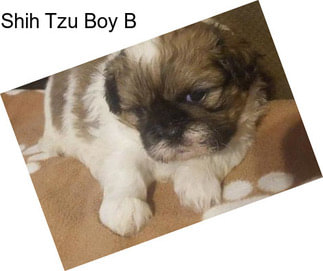 Shih Tzu Boy B