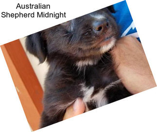 Australian Shepherd Midnight