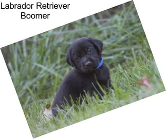 Labrador Retriever Boomer