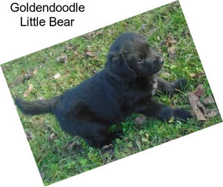 Goldendoodle Little Bear