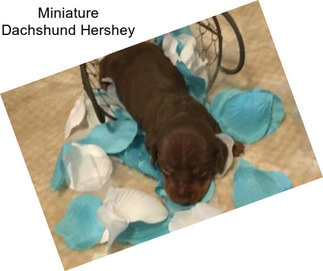 Miniature Dachshund Hershey