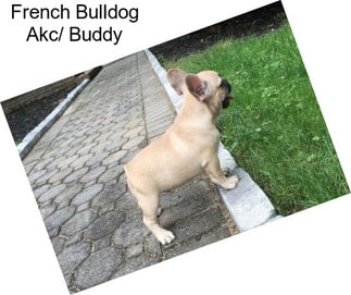 French Bulldog Akc/ Buddy