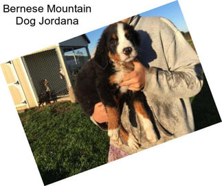 Bernese Mountain Dog Jordana