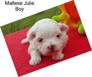 Maltese Julie Boy