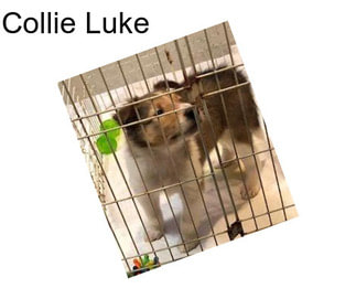 Collie Luke