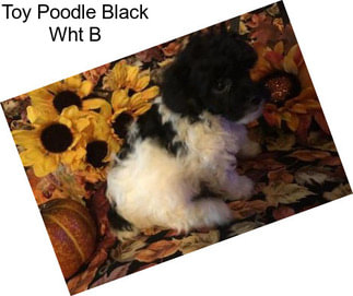 Toy Poodle Black Wht B