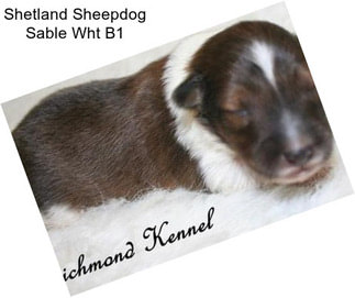 Shetland Sheepdog Sable Wht B1