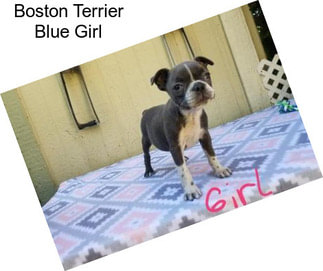 Boston Terrier Blue Girl