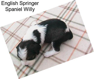 English Springer Spaniel Willy