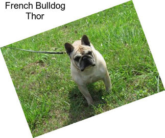 French Bulldog Thor