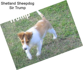 Shetland Sheepdog Sir Trump