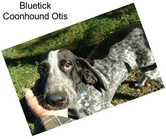 Bluetick Coonhound Otis