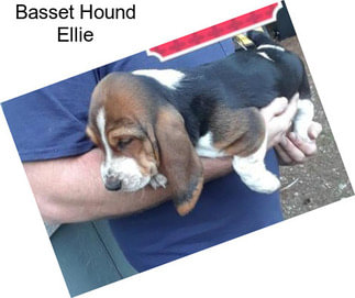 Basset Hound Ellie