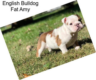 English Bulldog Fat Amy