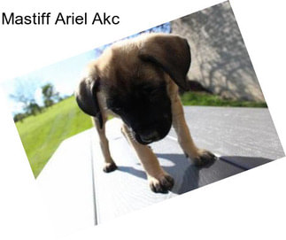 Mastiff Ariel Akc