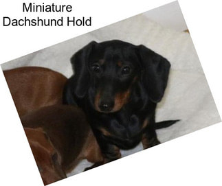 Miniature Dachshund Hold