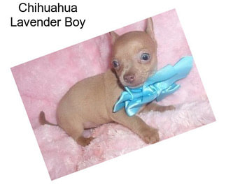 Chihuahua Lavender Boy