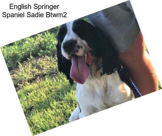 English Springer Spaniel Sadie Btwm2