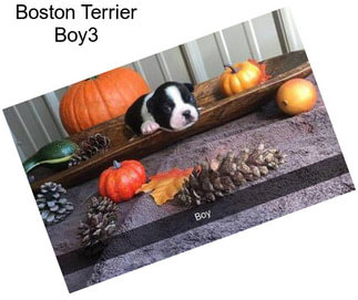 Boston Terrier Boy3