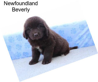 Newfoundland Beverly