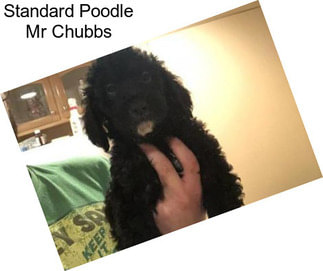 Standard Poodle Mr Chubbs
