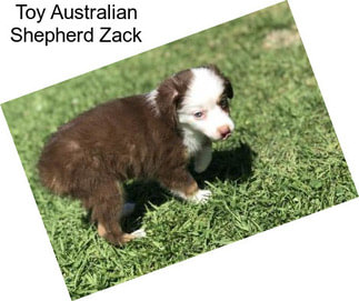Toy Australian Shepherd Zack