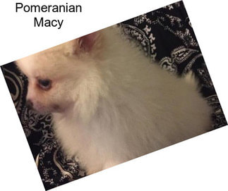 Pomeranian Macy