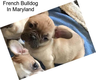 French Bulldog In Maryland