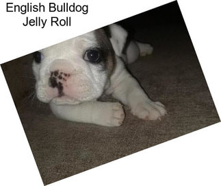 English Bulldog Jelly Roll