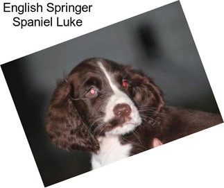 English Springer Spaniel Luke