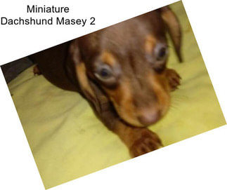 Miniature Dachshund Masey 2