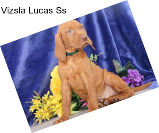 Vizsla Lucas Ss