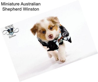 Miniature Australian Shepherd Winston
