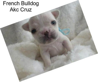 French Bulldog Akc Cruz