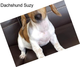 Dachshund Suzy