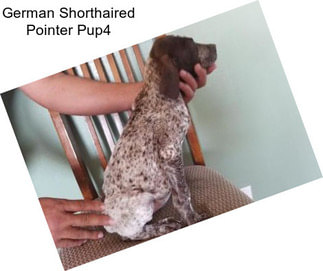 German Shorthaired Pointer Pup4