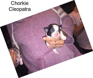 Chorkie Cleopatra