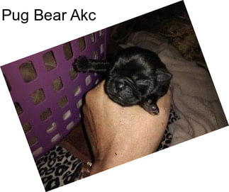 Pug Bear Akc