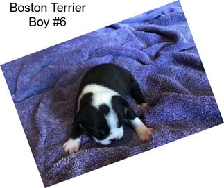 Boston Terrier Boy #6