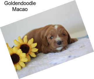 Goldendoodle Macao