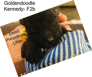 Goldendoodle Kennedy- F2b