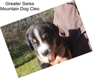 Greater Swiss Mountain Dog Cleo