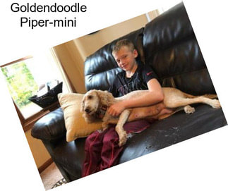 Goldendoodle Piper-mini