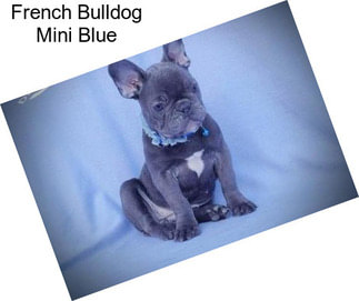 French Bulldog Mini Blue