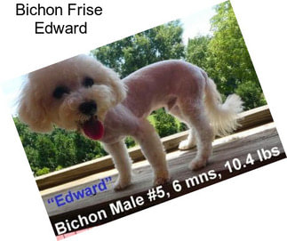 Bichon Frise \