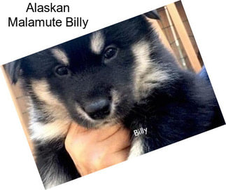 Alaskan Malamute Billy