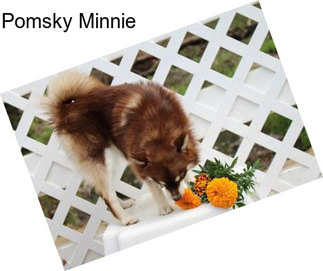 Pomsky Minnie