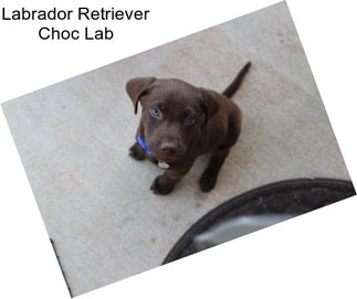 Labrador Retriever Choc Lab