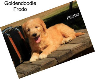 Goldendoodle Frodo